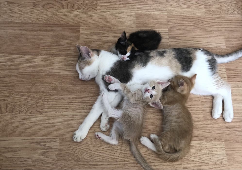 Котята бар. Өте сүйкімді.
