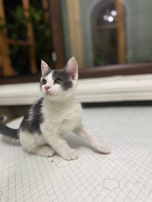 Отдаем котят бесплатно