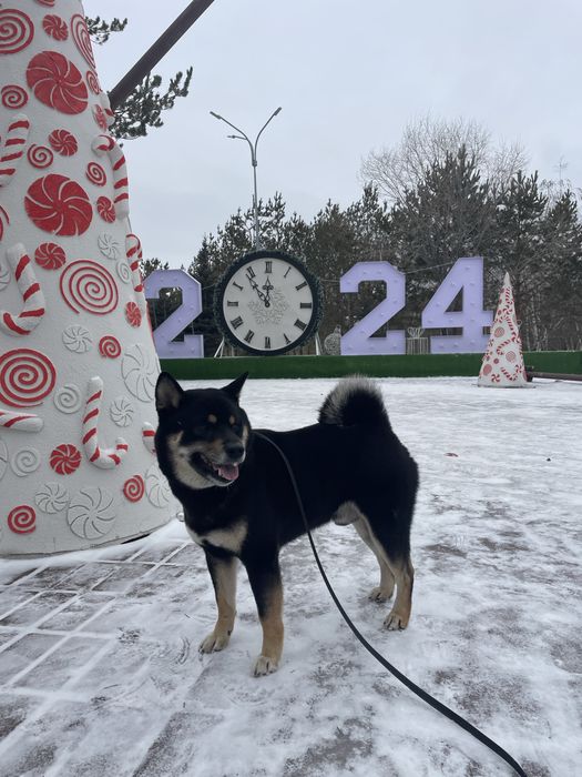 Кабель Сиба Ину для вязки