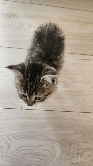 Котенок. Мушукчалар
