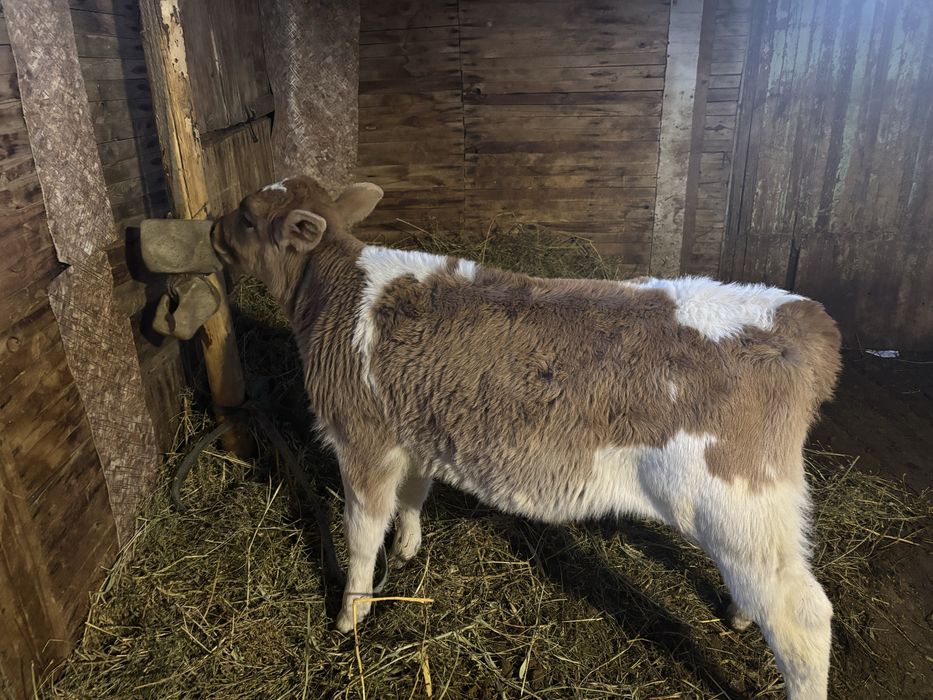 Продам корову с бычком первый отел