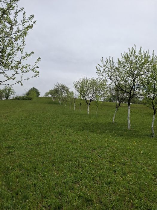 Terenuri de vânzare