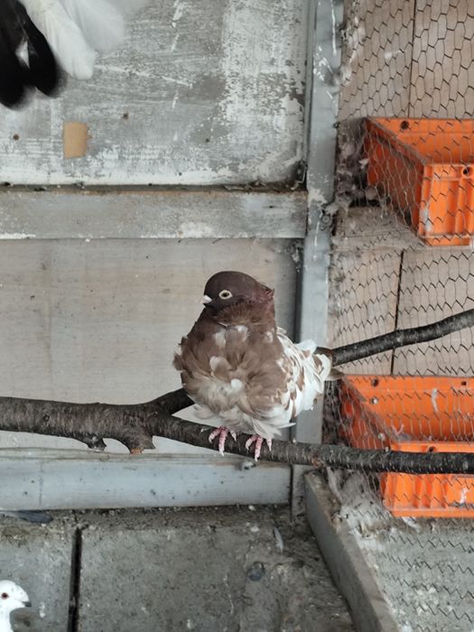 Cocosi Australorp ,porumbei și Sebright.