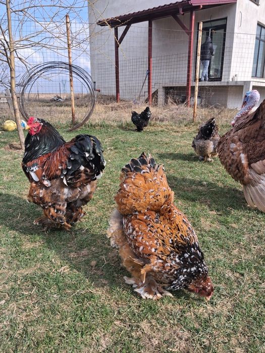 Oua incubat brahma portelan