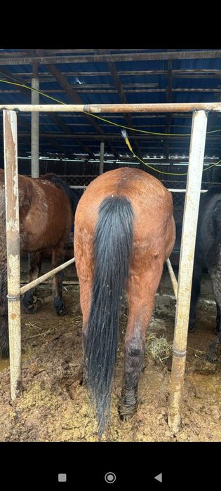 Жылқы сатылады  бордақы