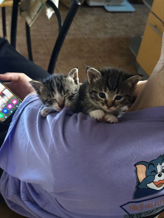 Крошки котята, 1 мес, девочки
