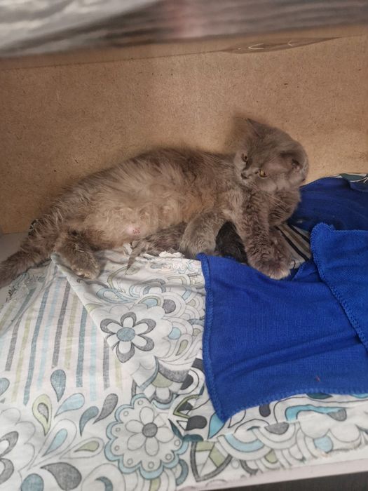 В Бронь шотландские котята