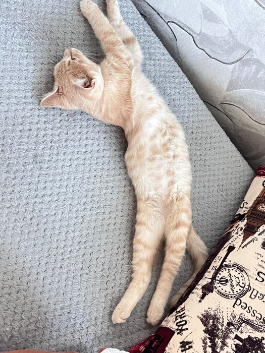 отдам котенка в добрые руки