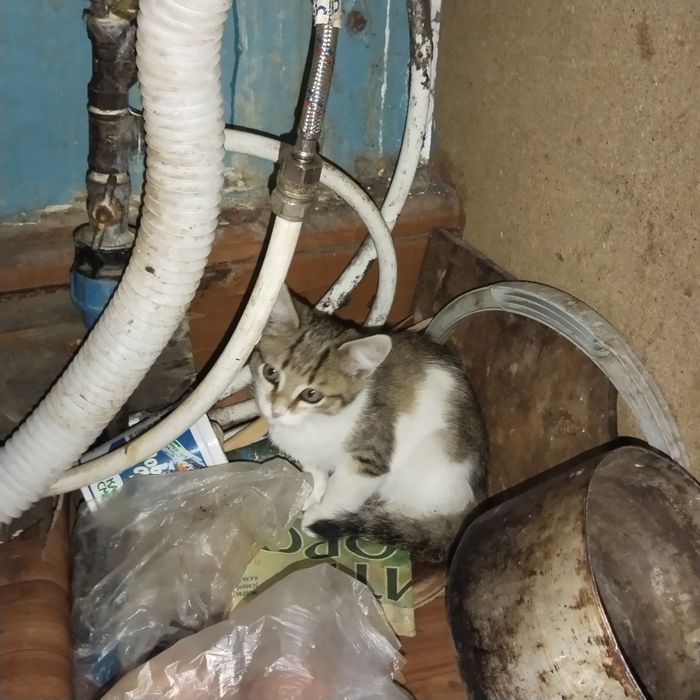 Отдам котенка котик