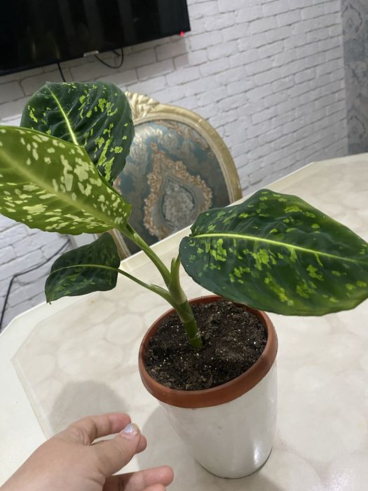 Диффинбахия сорт рефлектор