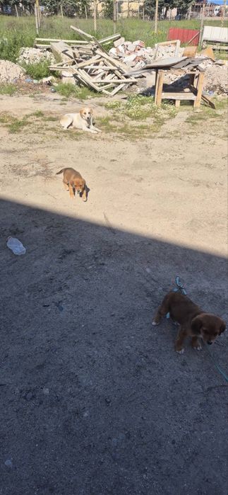 Подаряват се кученца на 2 месеца