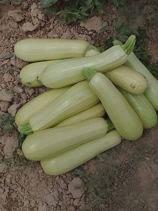 Kabachki mol va qoylar uchun