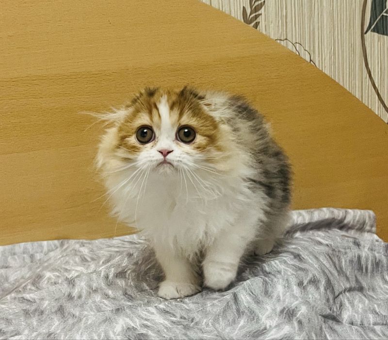 Шотландские девочки!