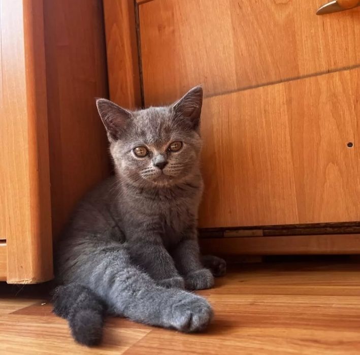 Мальчики британские 3 мес ходят в лоток