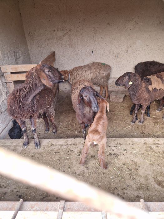 Продаётся бараны