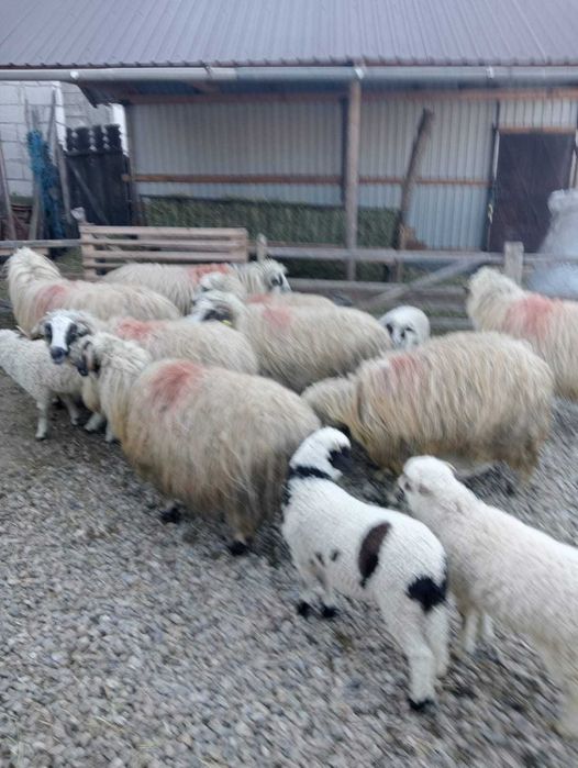 7 oi tinere cu miei – frumoase, grase, crescute natural, 1200 lei/buc