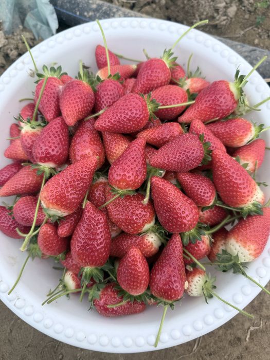 Клубника qulupnay