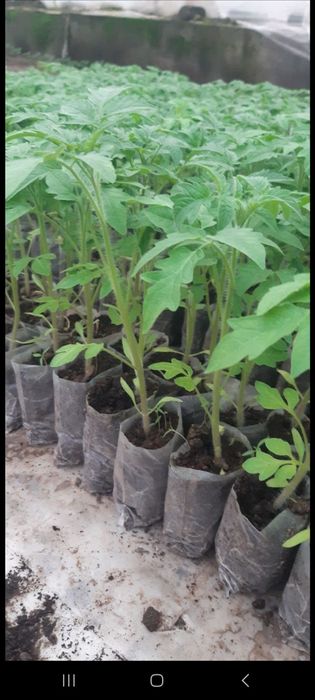 Помидор памидор нихол кучат сотилади