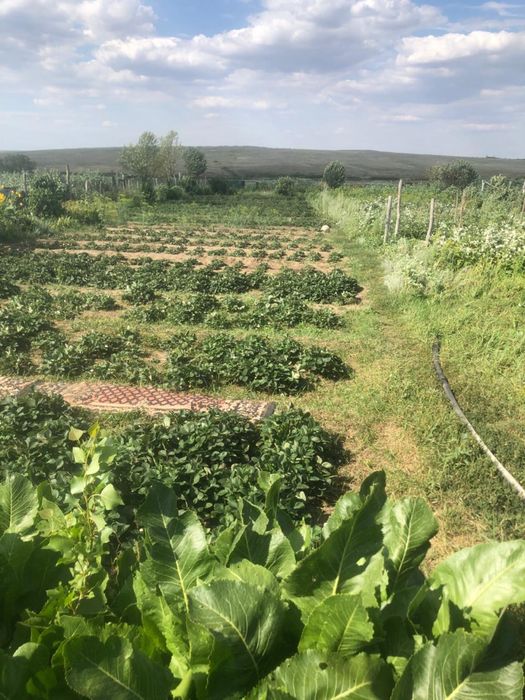 Продам крестьянское хозяйство