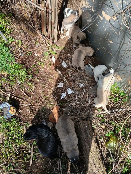 Подарявам 10 сладки кученца – търсят любящ дом

Описание:
Подарявам 10