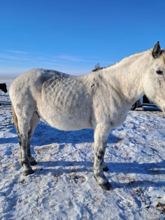Айғыр сатам ,жасы 11 де