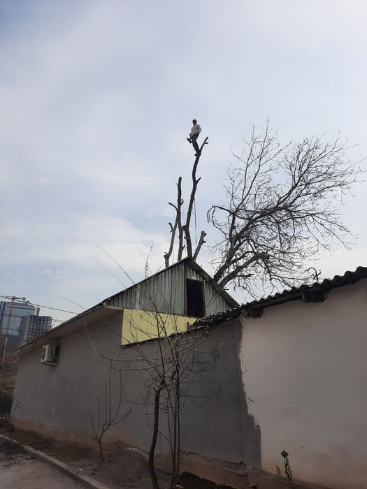 Дарахт кесиш обрезка деревьев daraxt kesish Bogbon ishi Спилит деревия