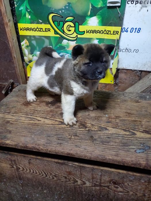 Vand catei Akita American