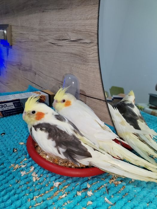 Papagali Nimfă Minunați – Își Caută Căsuța Lor!