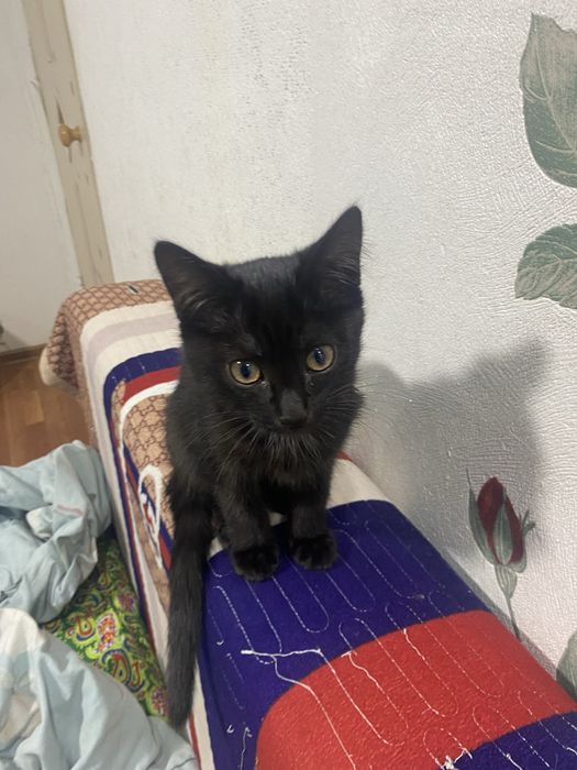 Котенык 3 месец ..