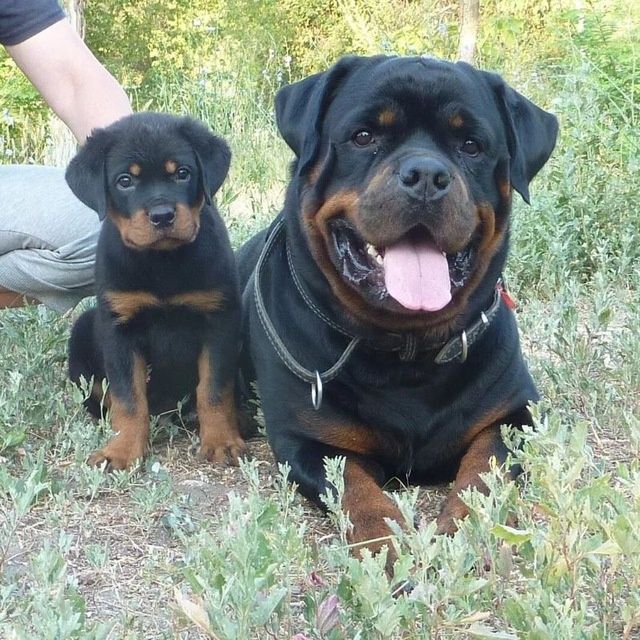 Продаются щенки ротвейлера