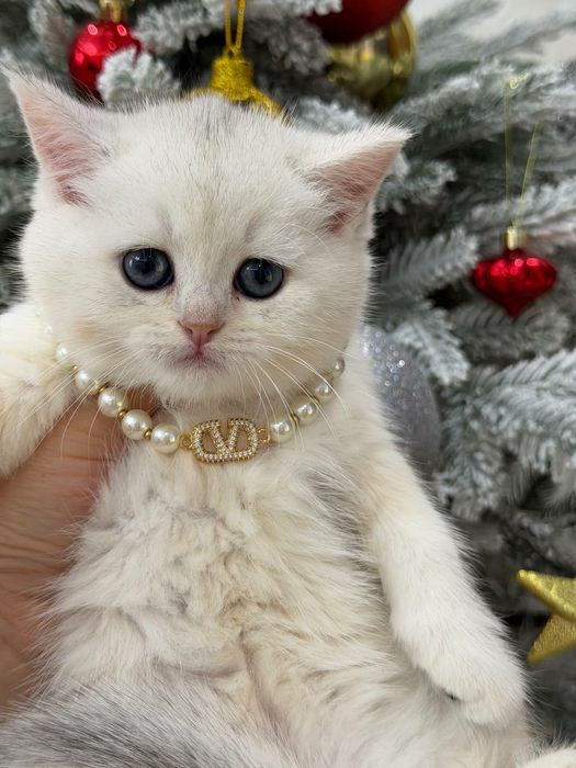 Девочка чистокровная серебристая шиншилла