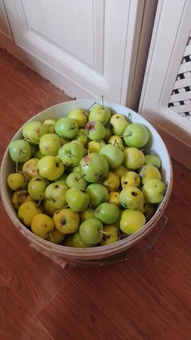 Продам Ранетки Уральская