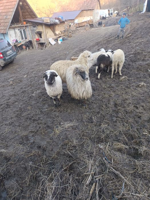 De vânzare 3 noatine breze și 3 oi