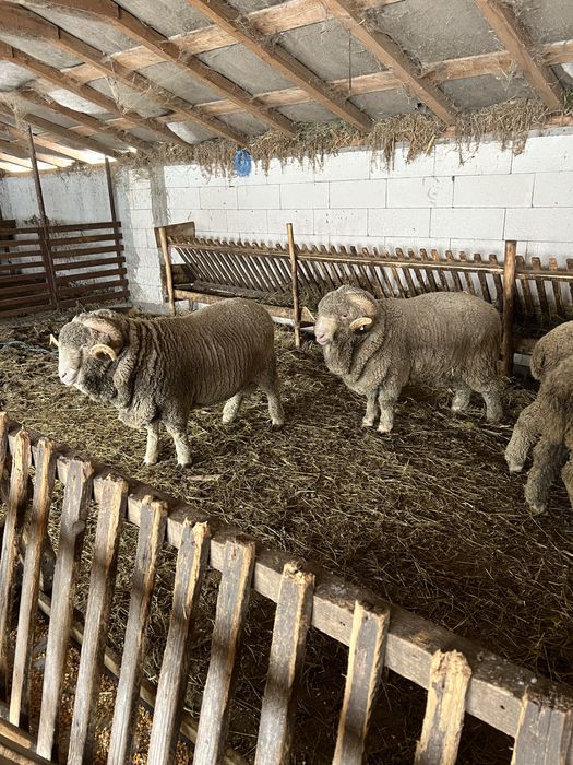 Vand  2 berbeci merinos miori