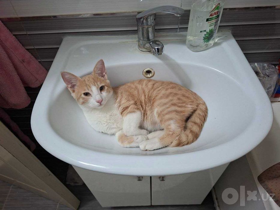 Котёнок в хорошие руки.