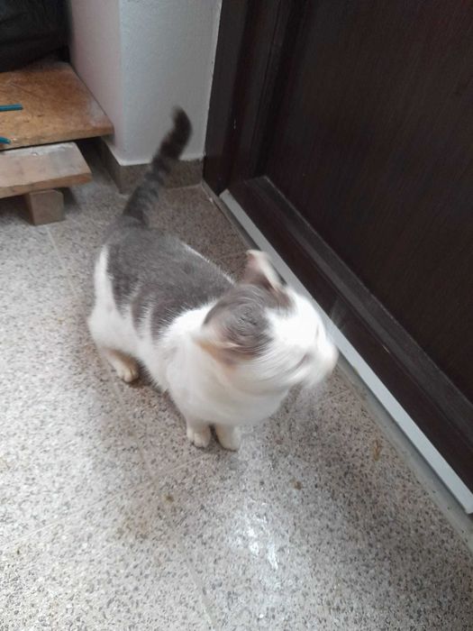 Donez pisica din poze