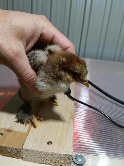 Pui moțați bărboși frezați incaltati+ pereche marans