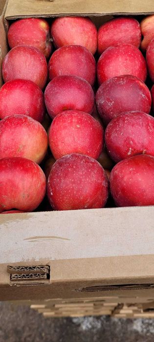 Яблоки в розницу и оптом