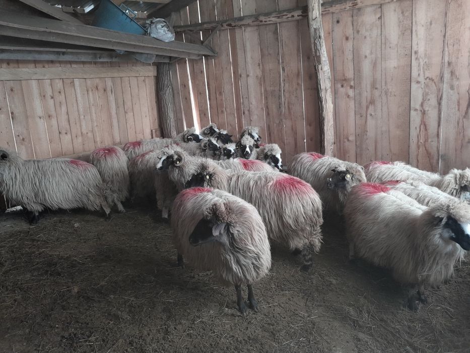 Disponibile 16 oi și un berbec