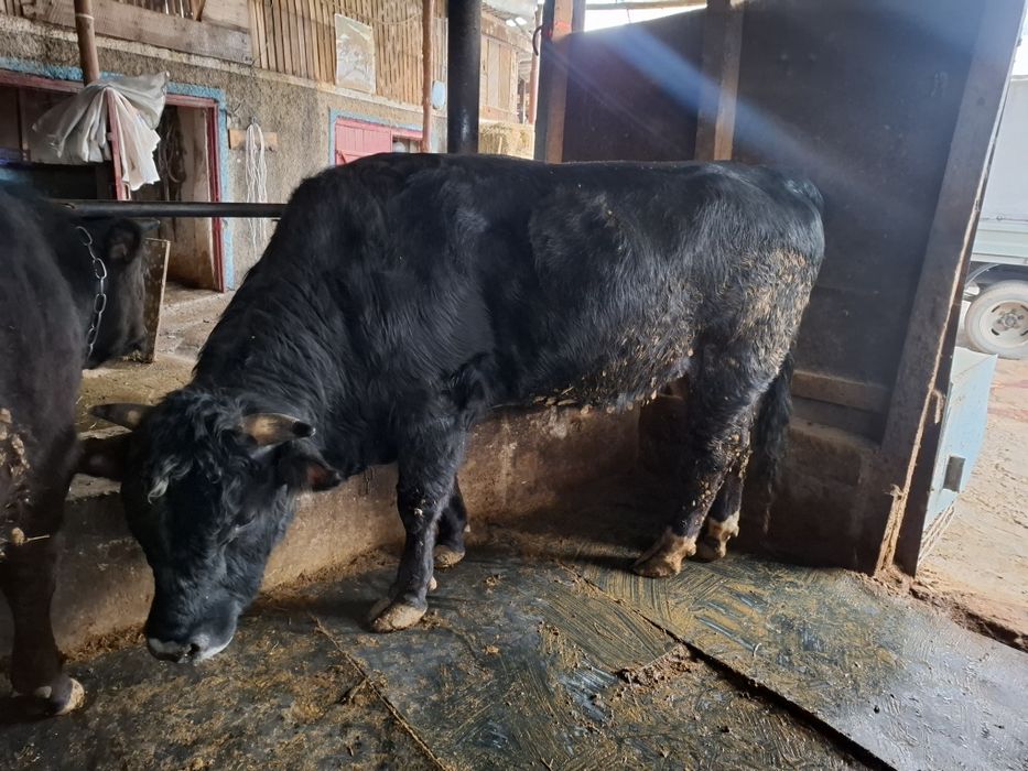 Продам быка 2 года быку!