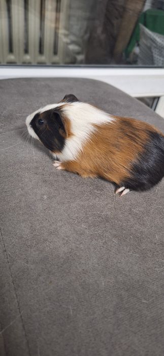 Продам морских свинок