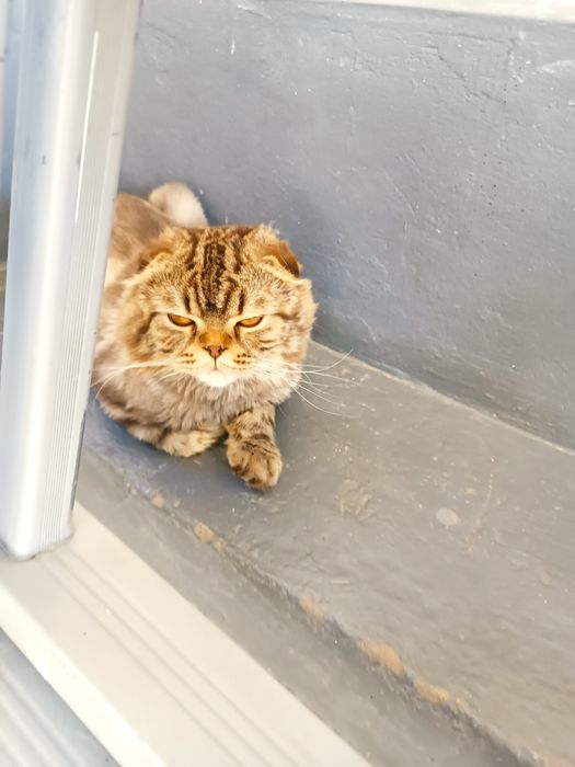 Srochna sotaman Mushuk skoch fold