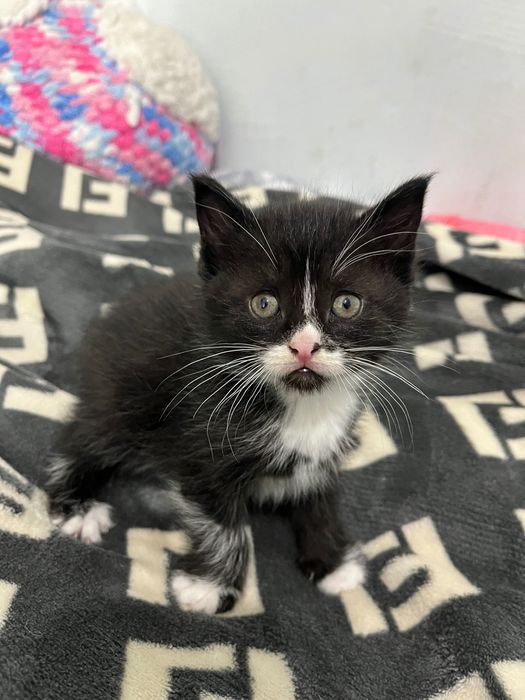 Котята полувислоухие