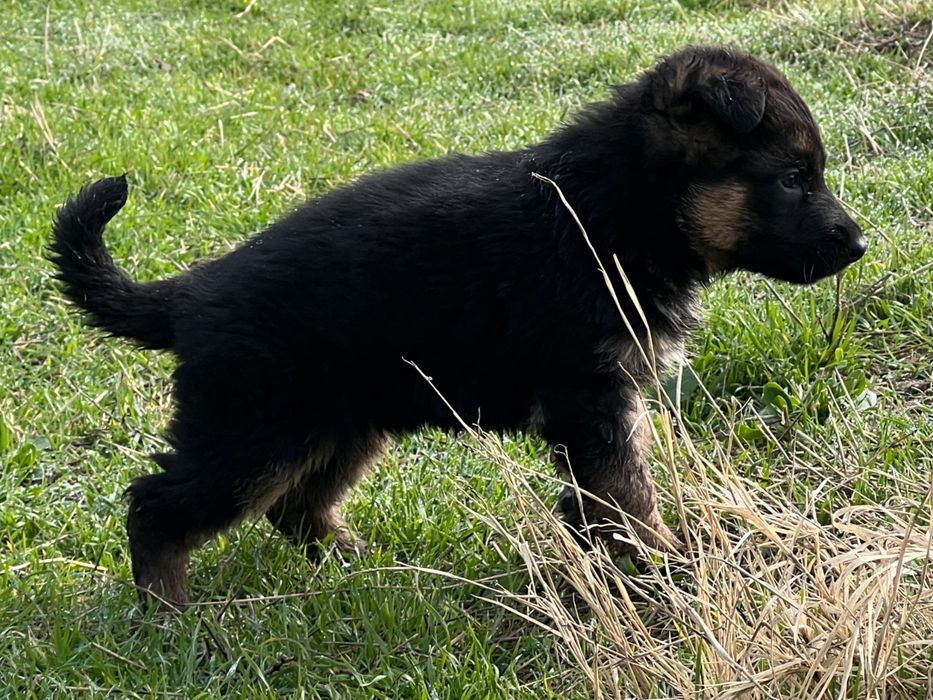 Немецкая овчарка