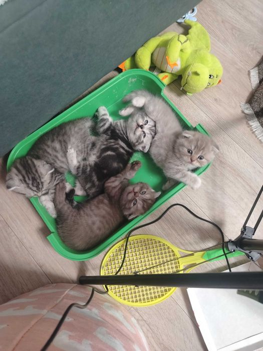 Продам замечательных вислоухих котят