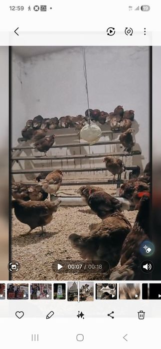 Куры ломан браун