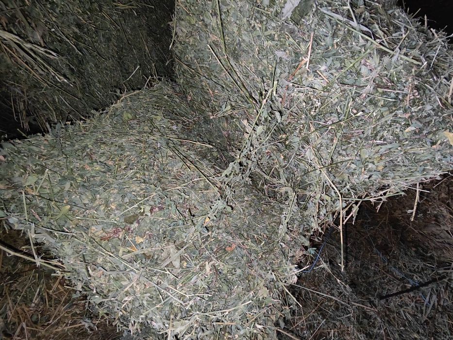 Baloti lucerna calitatea I