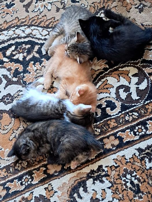 Котята курильский бобтейл( метис)