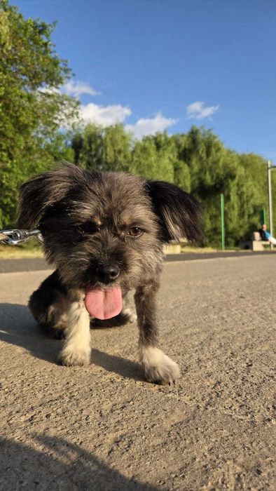 Catelusa pentru adoptie, talie mica, sterilizata