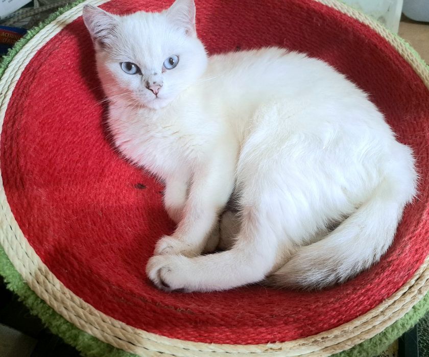 Шотландско котенце